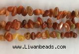 CAA3807 15.5 inches 8*12mm - 10*14mm chips red agate beads wholesale