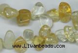 CCH312 15.5 inches 10*15mm citrine chips gemstone beads wholesale