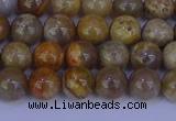 CFC201 15.5 inches 6mm round fossil coral beads wholesale