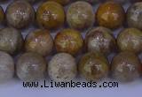 CFC202 15.5 inches 8mm round fossil coral beads wholesale