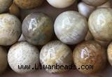 CFC322 15.5 inches 8mm round fossil coral beads wholesale