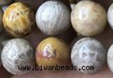 CFC323 15.5 inches 10mm round fossil coral beads wholesale