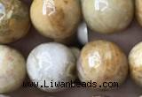 CFC324 15.5 inches 12mm round fossil coral beads wholesale