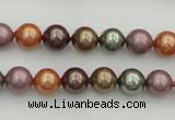 CSB312 15.5 inches 8mm round mixed color shell pearl beads